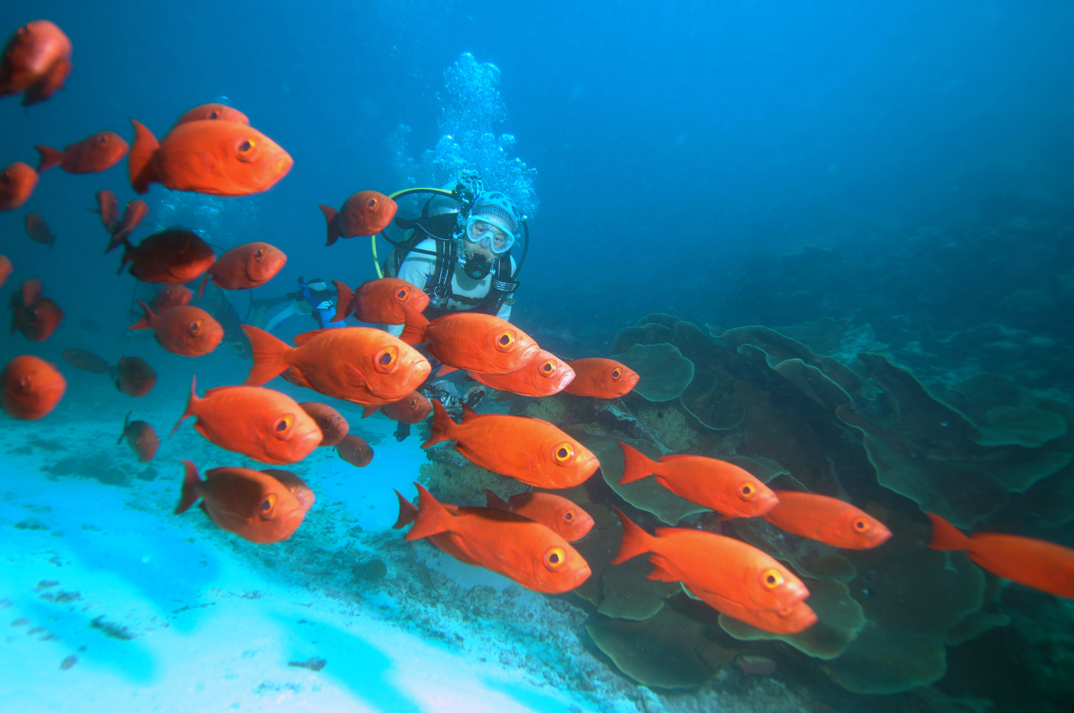 帕劳4晚5日自由行(韩亚航空,4晚爱来度假会馆标准房 当地四星 )