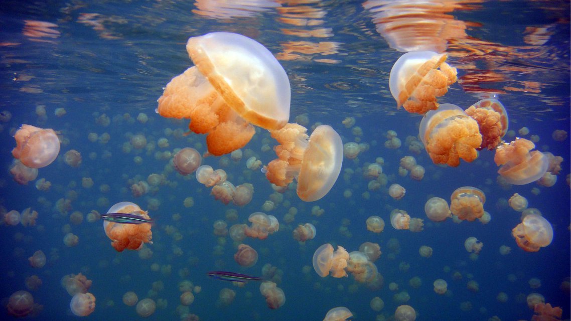 帕劳5晚6日自由行(韩亚&大韩航空,5晚爱来度假会馆海景房 )