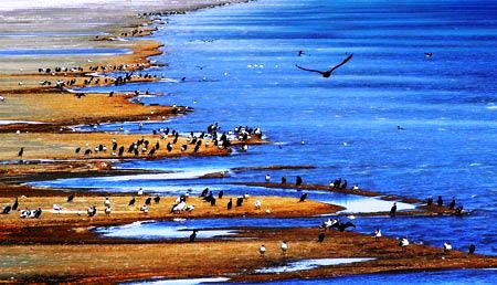 甘肃兰州、青海湖、西宁塔尔寺、鸟岛、贵德4