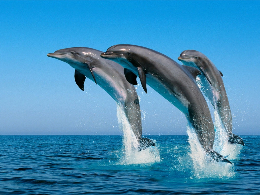 餐饮:含早餐 、中餐自理、晚餐自理 住宿:Sea World Resort 或同级四星 全天自由活动(不含车导服务) 今日可以睡到自然醒,提前确认酒店早餐供应时间,以免错过早餐。 推荐一:【太平洋购物中心】汇聚世界顶尖品牌,品味热带风情,涓涓细流,柔和日光。从每个意义上看,都是度假胜地。这个令人惊艳的旅游目的地吸引着来自世界各地的游客朋友。每一层都带给顾客一段难忘的经历。昆士兰最新的时尚目的地,拥有超过120家奢侈品,来自国际和澳大利亚的时尚、休闲、生活品牌,其中不乏国际热门品牌,H&M,优衣库、