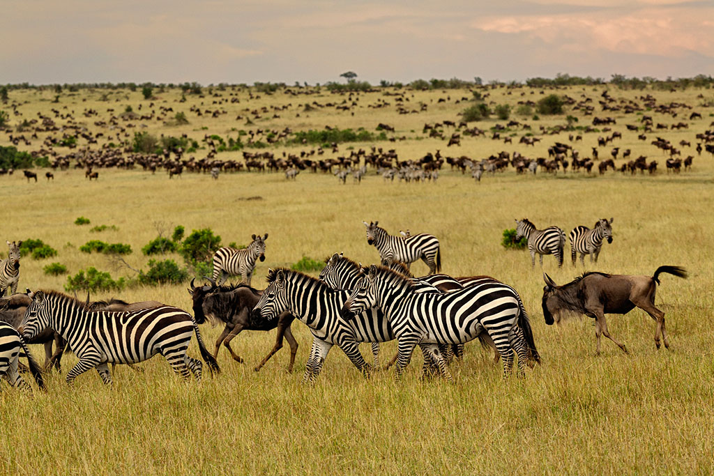 【错峰游】埃塞俄比亚 坦桑尼亚 肯尼亚 赞比亚 博茨瓦