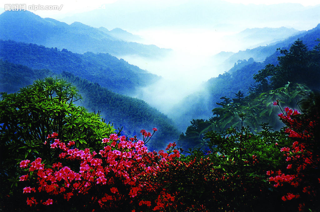 早餐後驅車前往前往阿里山森林風景區(如遇天氣不佳,安全角度考慮不宜