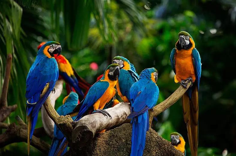 春节带娃去新加坡捞鱼生赏花灯动物园里吃大餐