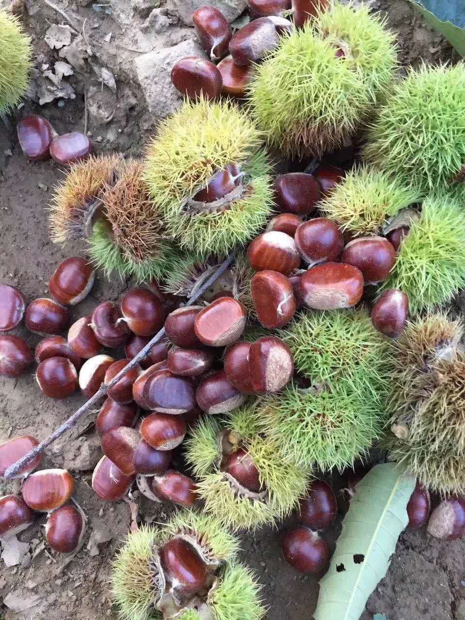 【产地直销-燕山板栗】中国国家地理标志产品,历来有"木本粮食"之称