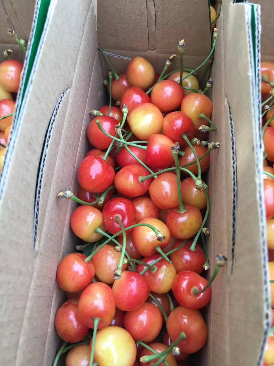 【瓜果节 产地直销,青岛大泽山红灯 黄蜜樱桃预售】215元/(3斤红 2斤