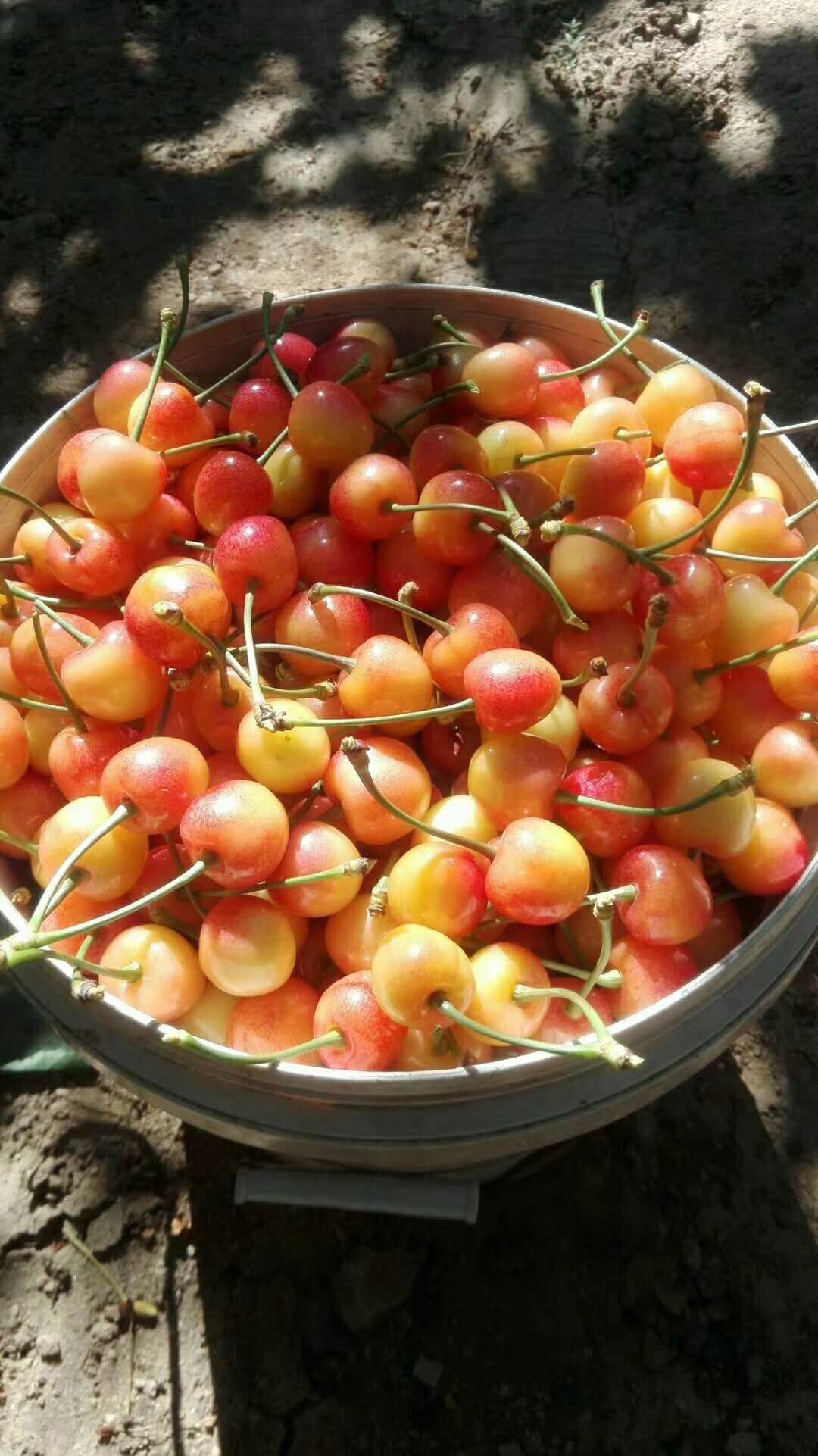 【瓜果节 产地直销,青岛大泽山黄蜜樱桃预售】178元/3斤,24-28mm,泉水