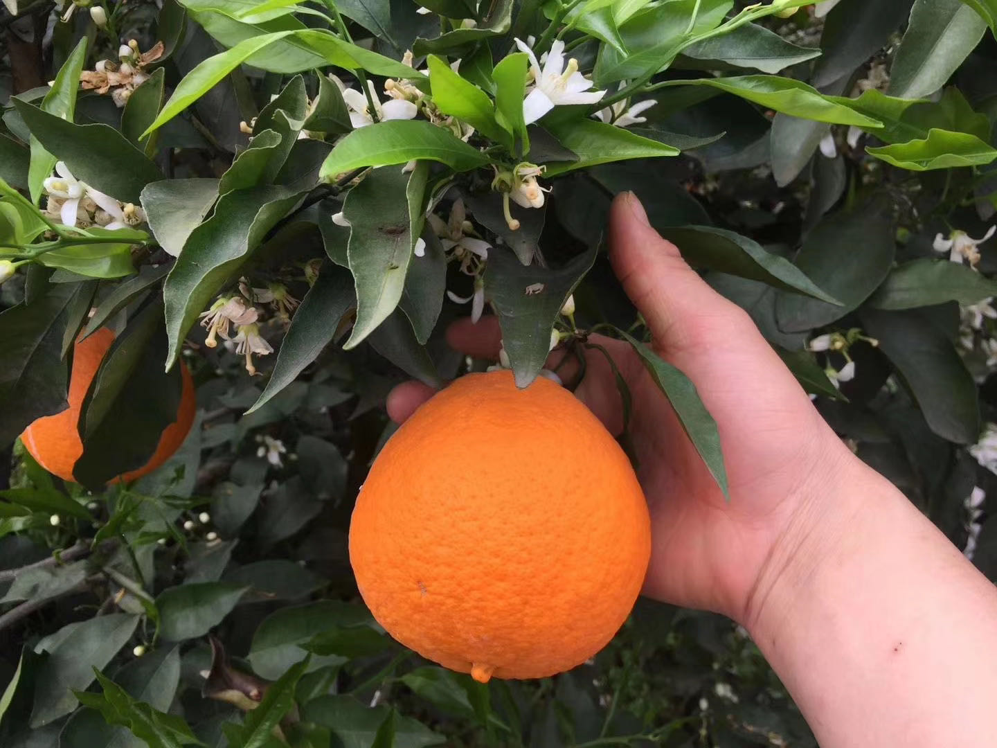 【 产地直销 四川青见柑橘】自然树上熟果园直采,易手剥,汁水充沛