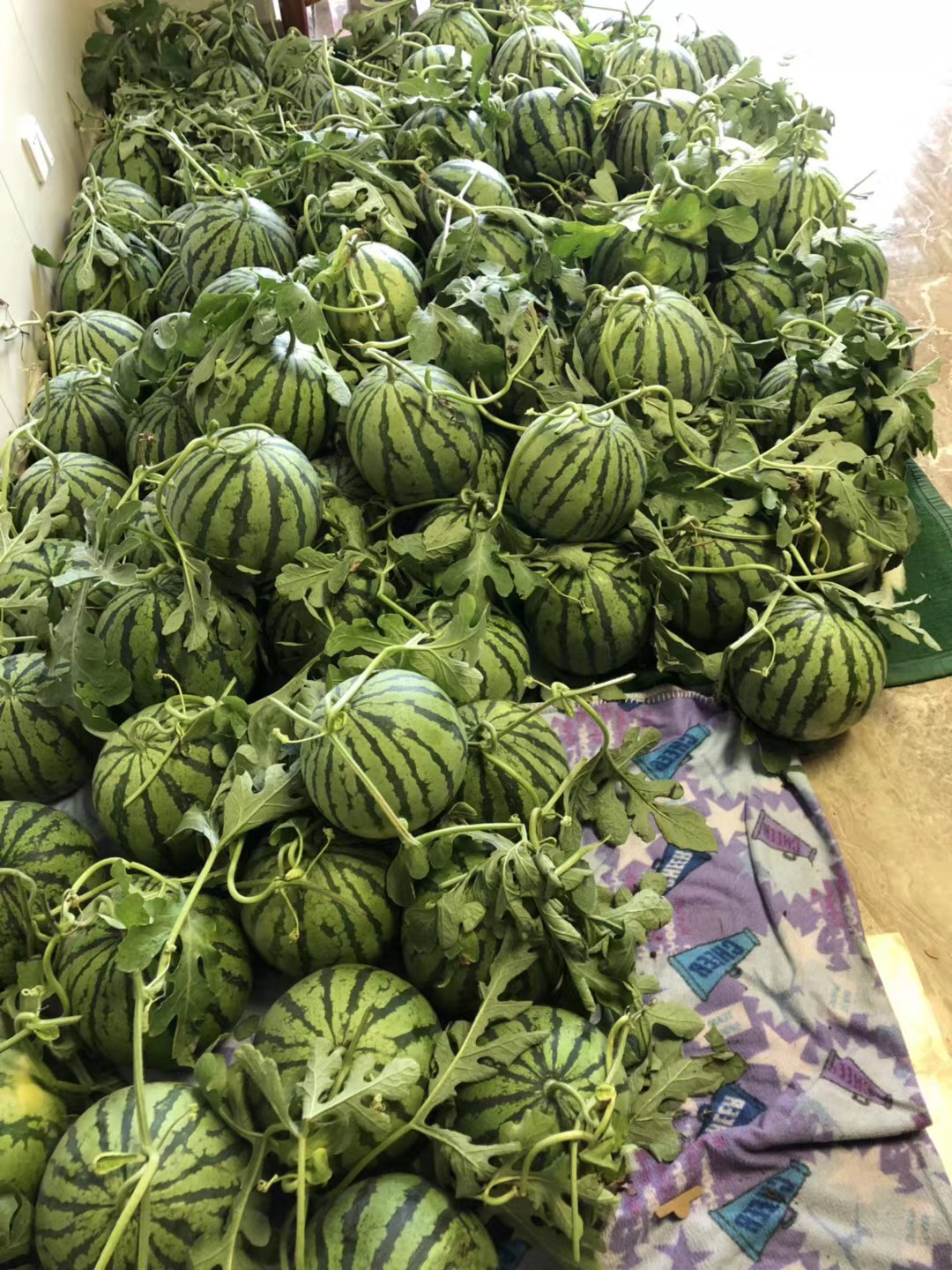正宗8424优品西瓜135元两只1517斤南汇书院镇大棚直采纯手工对花授粉