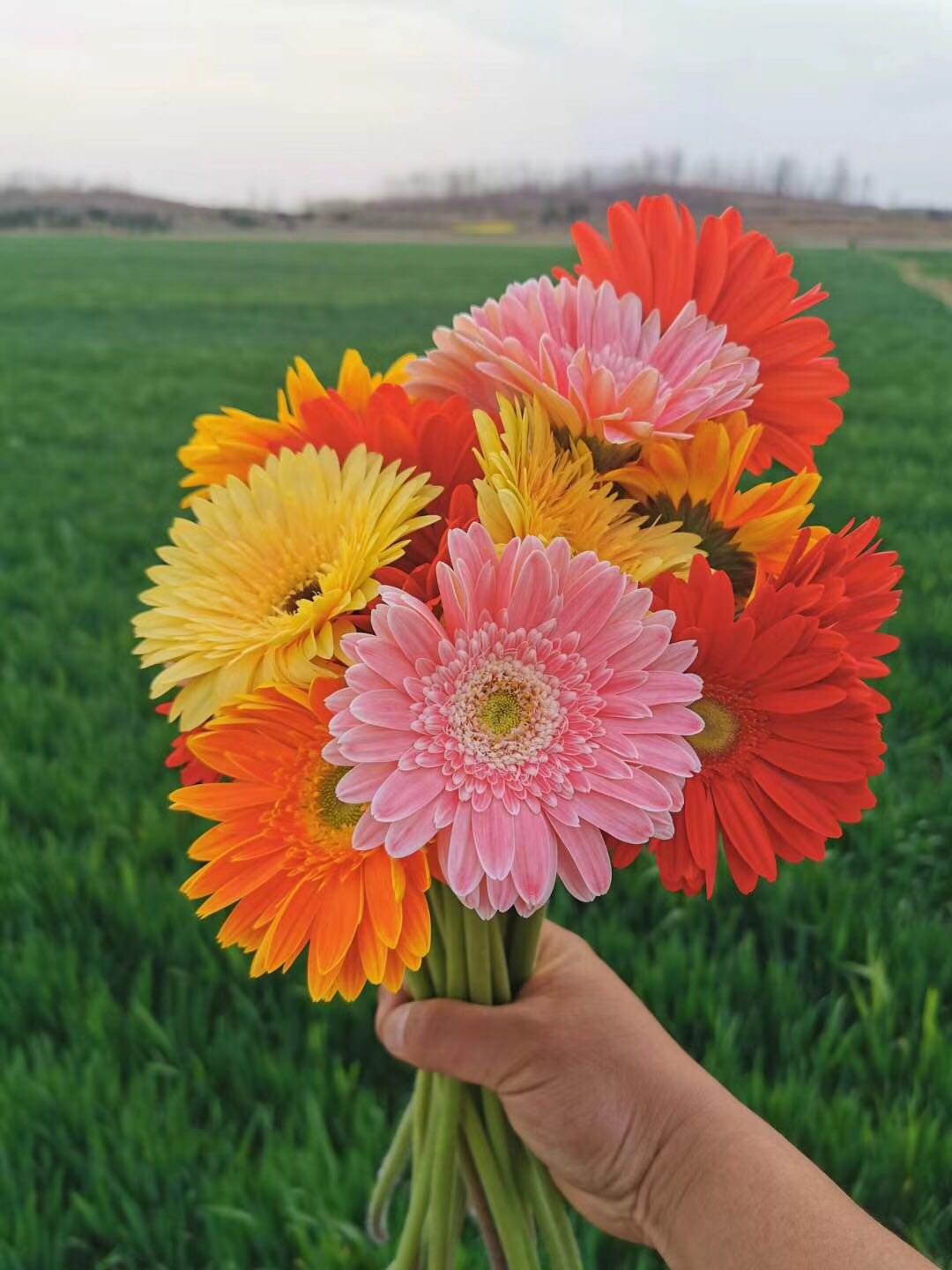 秒杀助农【山东鲜花基地空运-非洲菊】"五大切花"之一,买15支送15支