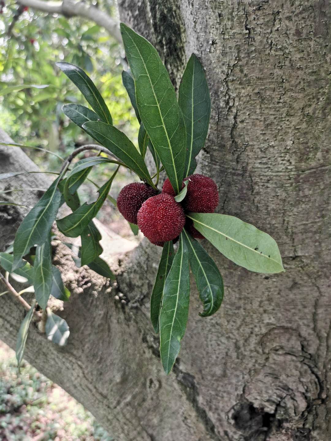 【苏州东山-乌紫杨梅】现摘发货,无需等待,肉多核小,口感上乘,净重4.