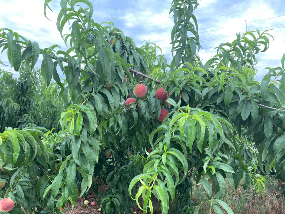 【安徽六安-突围水蜜桃】果形漂亮,色泽红润,浓甜无酸,精选单果3两