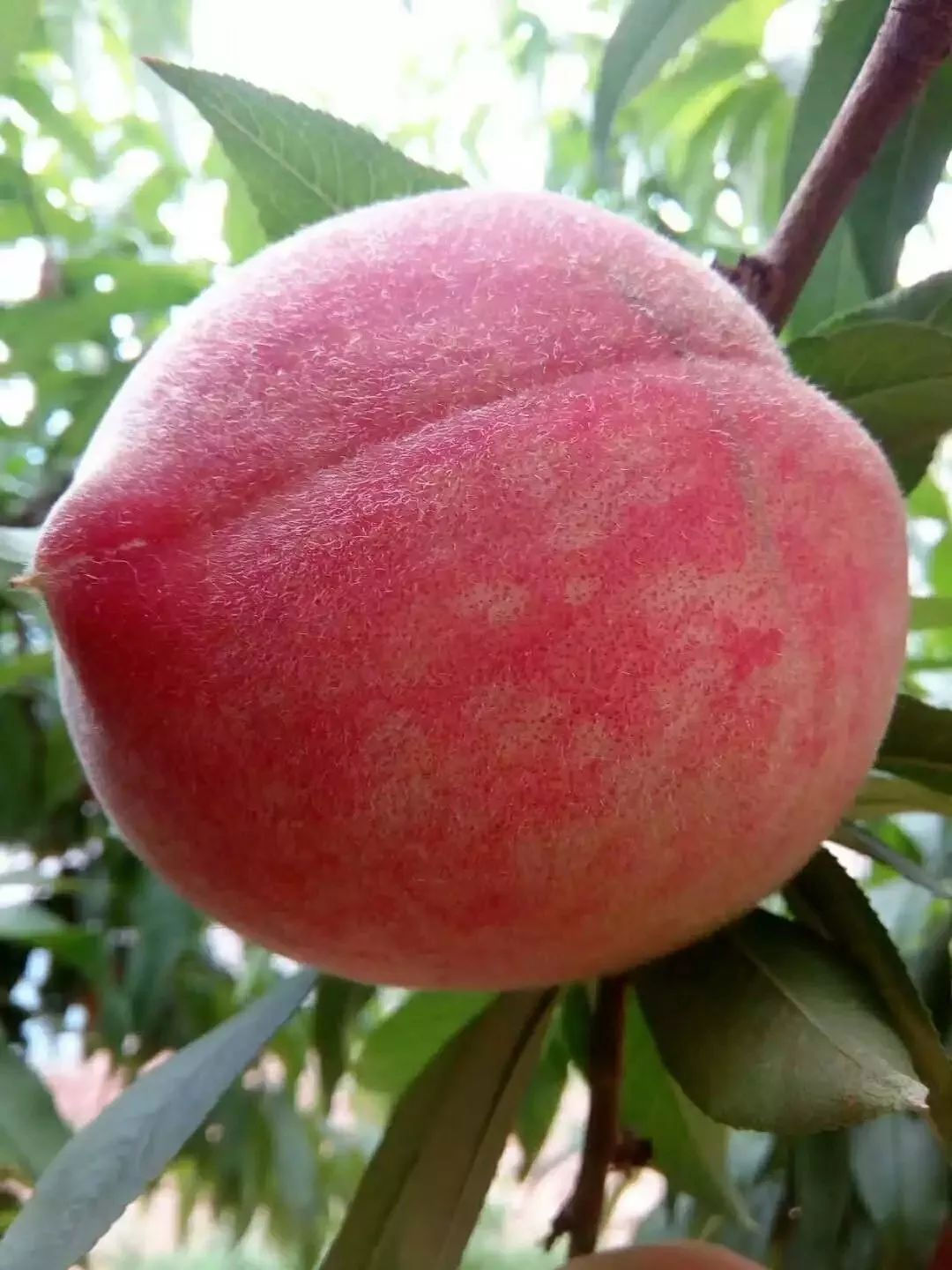 安徽六安突围水蜜桃果形漂亮色泽红润浓甜无酸精选单果3两以上净重5斤