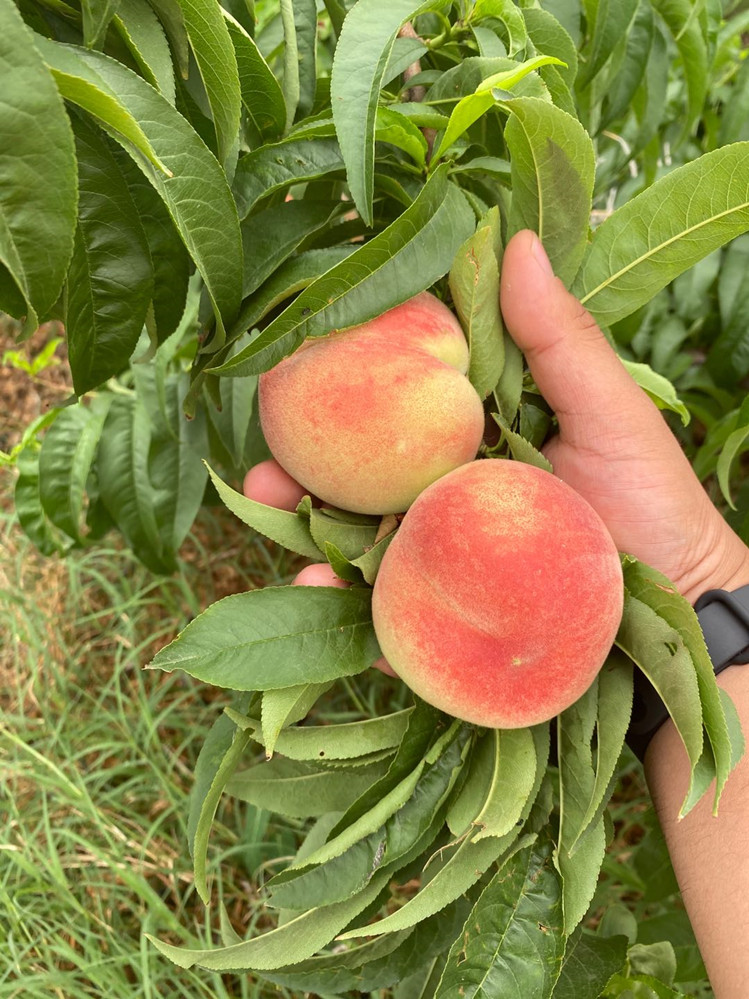 安徽六安突围水蜜桃果形漂亮色泽红润浓甜无酸精选单果3两以上净重5斤