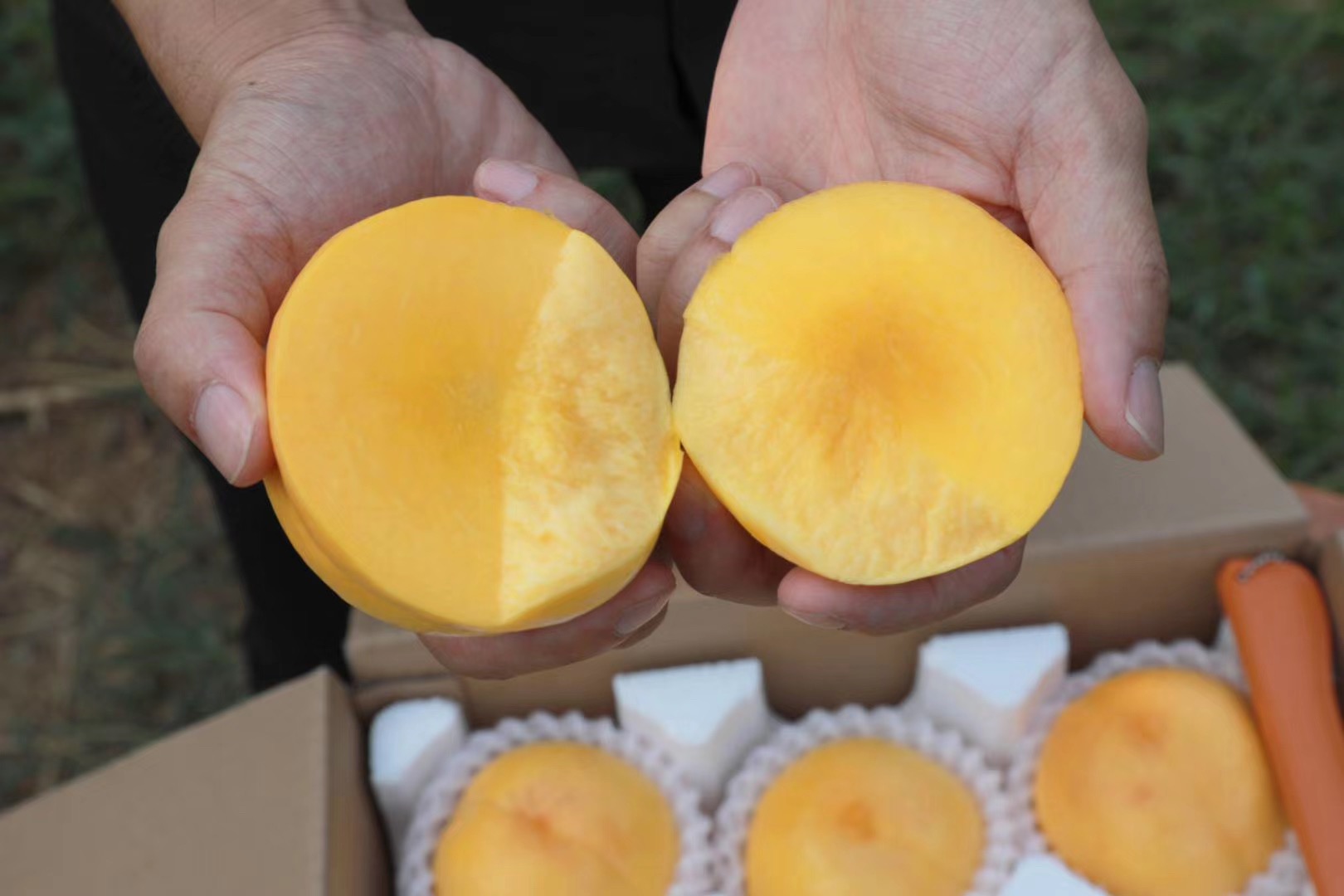 河北秦皇岛油桃基地中油金铭,又大又甜,甜度18,硬桃,1箱9个4.