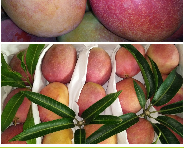 【云南丽江 圣心芒果】79元/8斤 精品礼盒包装,甜度高,口感细腻,皮薄