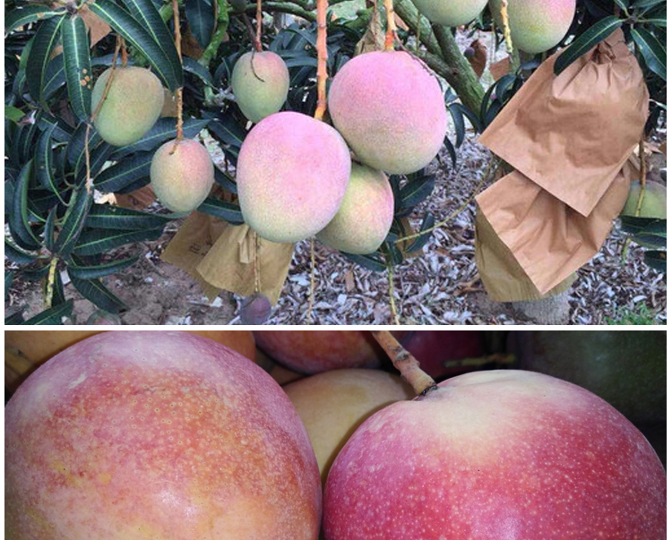 【云南丽江 圣心芒果】79元/8斤 精品礼盒包装,甜度高,口感细腻,皮薄