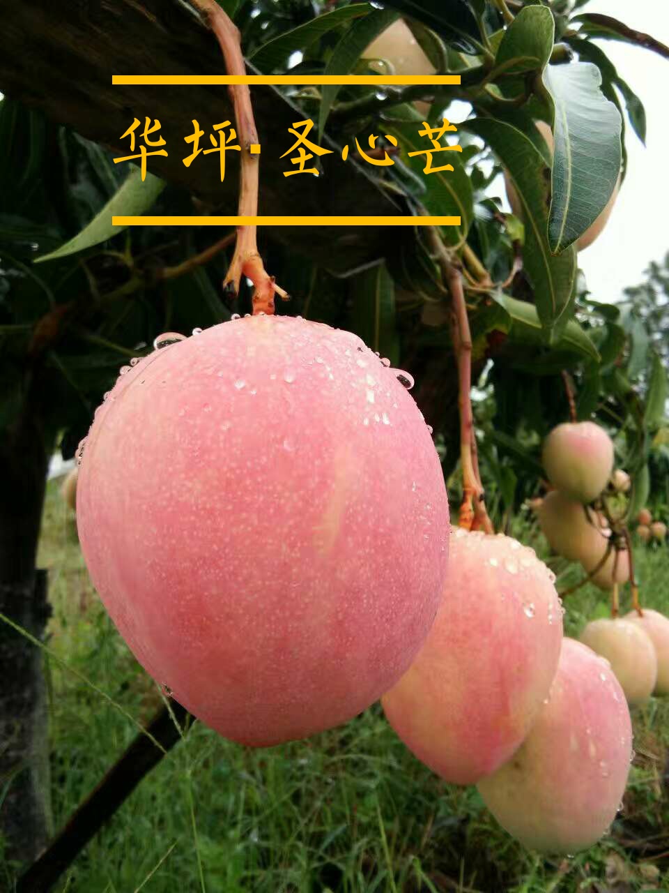 【云南丽江 圣心芒果】79元/8斤 精品礼盒包装,甜度高,口感细腻,皮薄