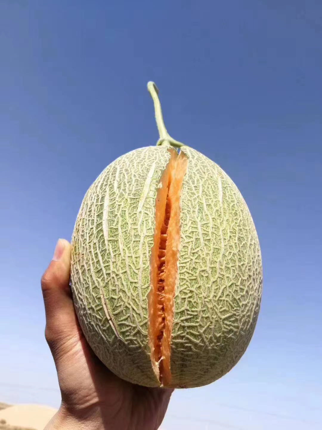 【甘肃直发-哈密瓜】沙漠瑰宝,香甜可口,38元8.