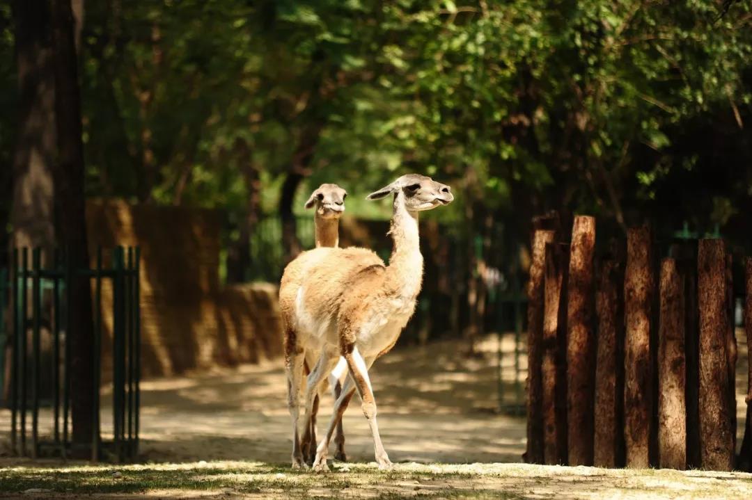 雲南 貴州 九寨溝 重慶△榻榻米 / 周邊親子行 / || 金華動物園