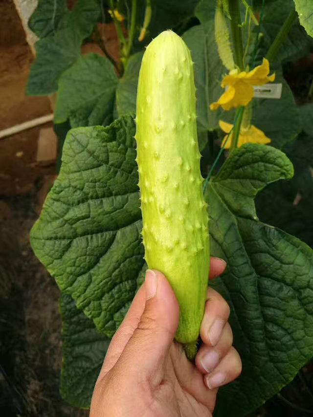 来自北纬37°的清脆~海阳牛奶白玉黄瓜5斤,皮薄,肉嫩,味鲜,耐储存,脆