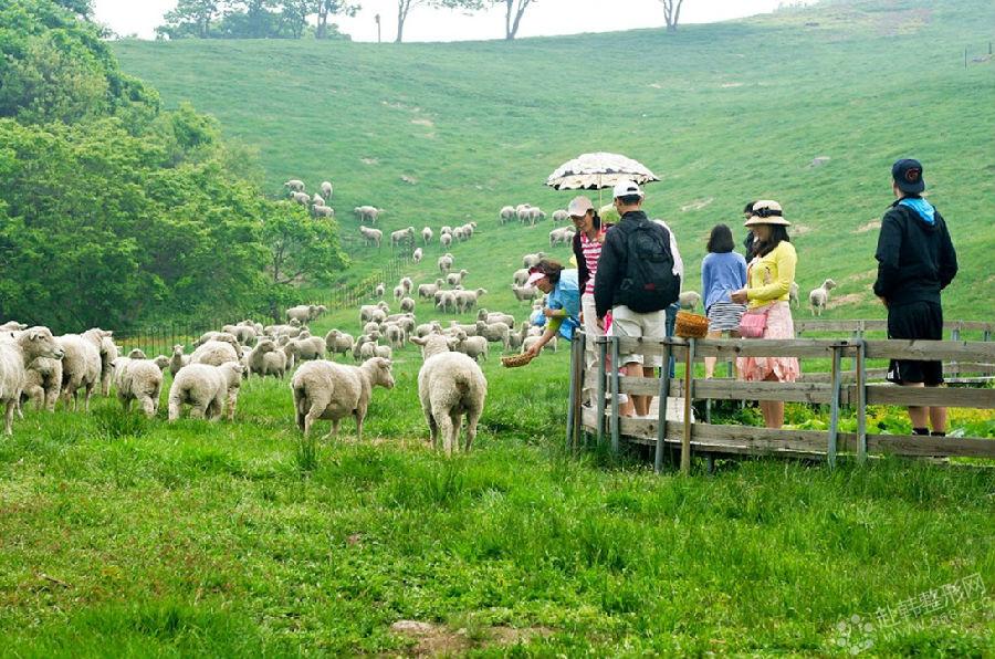乘国际航班飞往韩国,导游接机后前往前往 【 大关岭羊群风车牧场 】