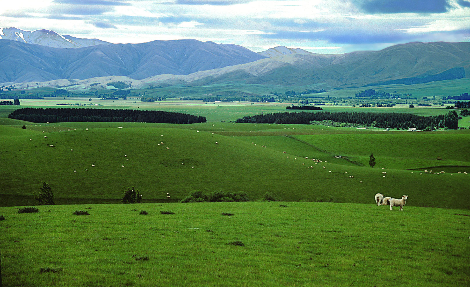 早餐过后我们将穿过坎特伯雷大平原直抵基督城.
