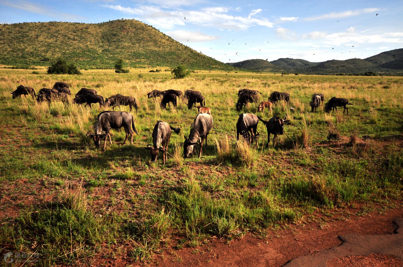 埃及 南非 阿联酋10晚14天-南非-中东非洲-出境旅游-旅游线路-华龙