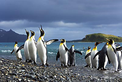 【暑期】澳新9晚11日("豪华双体千万游轮"观座头鲸 菲利浦企鹅岛 澳洲