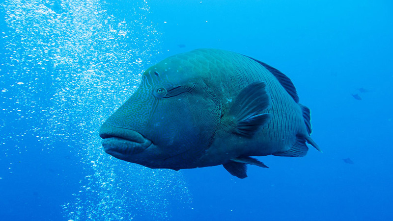        帕劳国宝-苏眉鱼