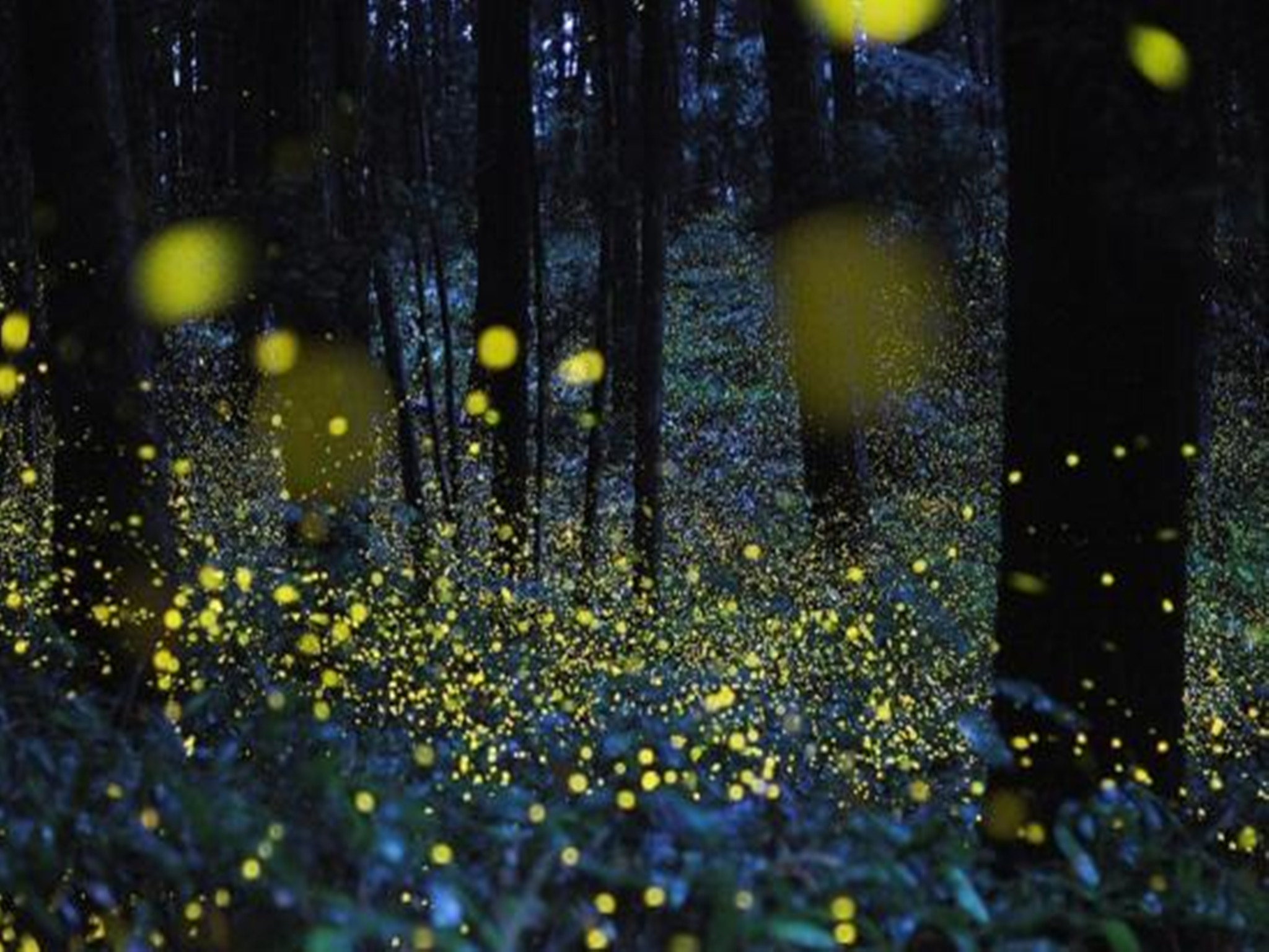 5小时): 【长鼻猴萤火虫生态之旅】 到沙巴一定不能错过位于婆罗洲