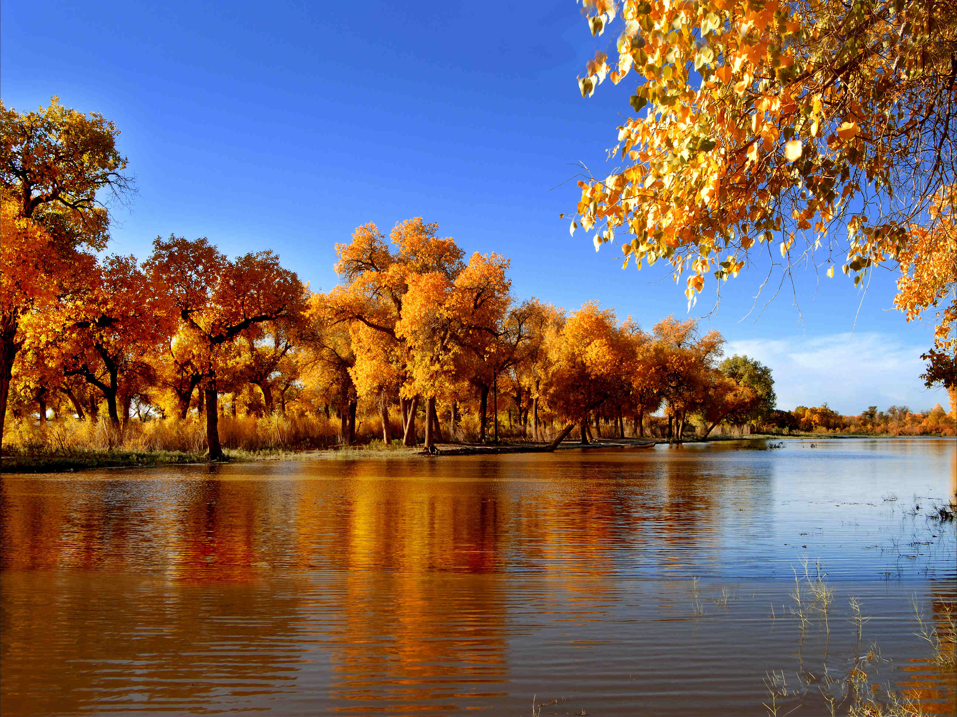 【千年之恋】 胡杨林,黑水城,居延海,东风航天城,策克,希拉穆仁草原