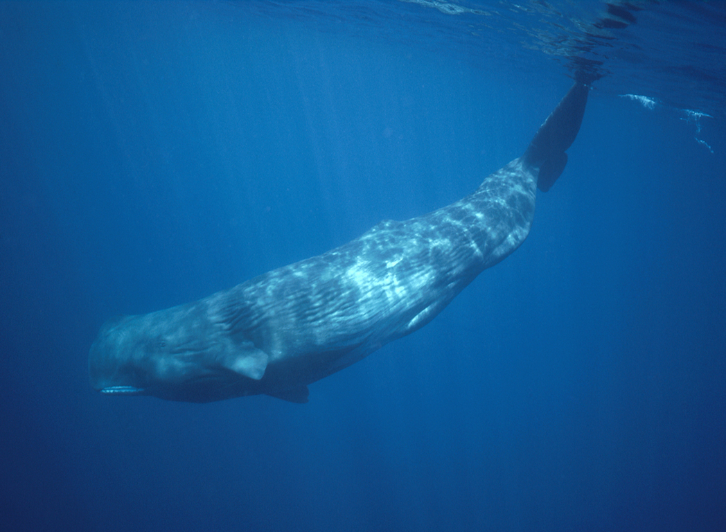 【春节】斯里兰卡6晚8日观鲸之旅(东航直飞,全程五星享受,独家赠送