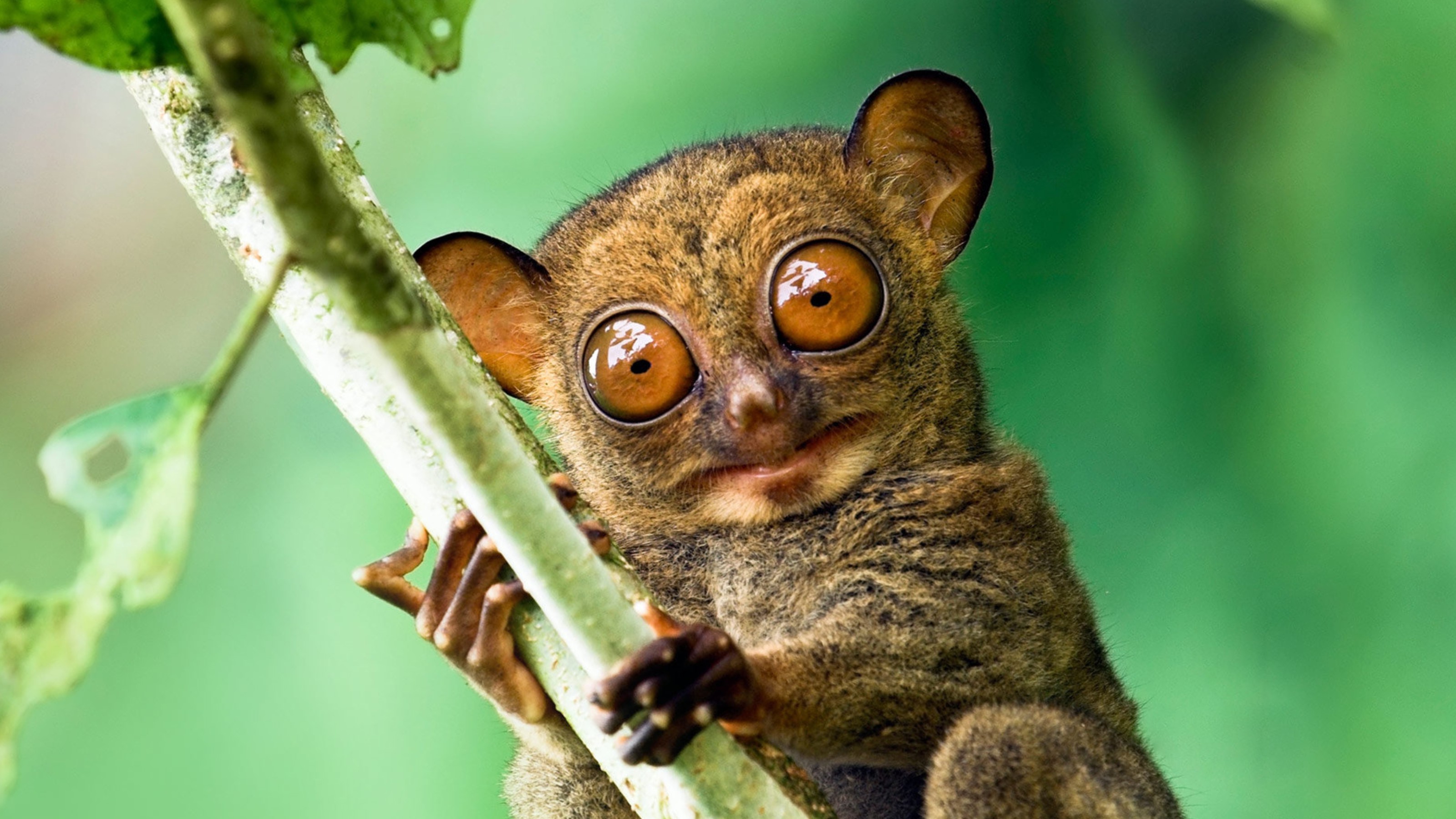 宿雾 薄荷岛5晚6日跟团游(3u直飞,升级两晚henann