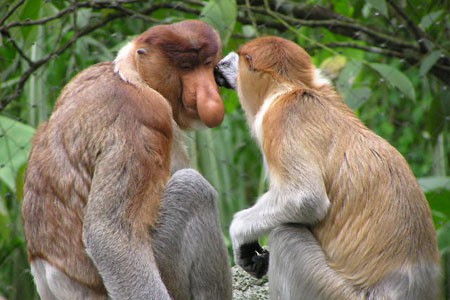 沙巴4晚6日半自由行(马来西亚航空,1晚四星 2晚五