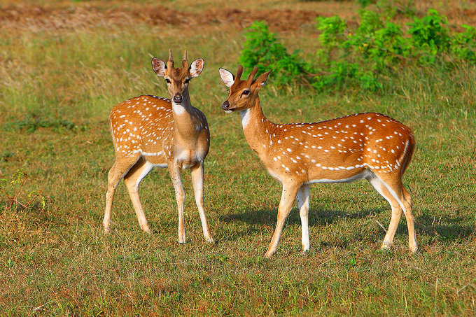 盛世公主 量子号 ncl 跟团游 线路编号:ct10212469 最低成人价