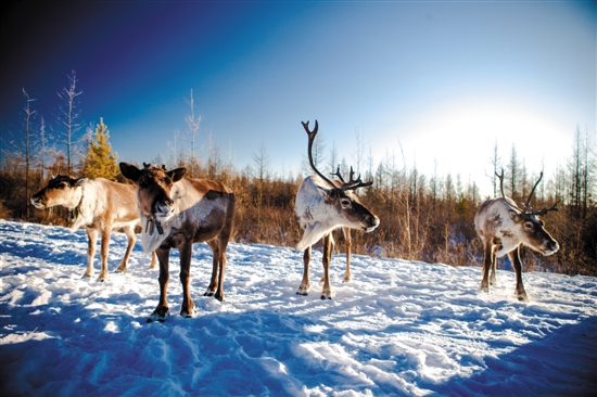 海拉尔/额尔古纳/亚洲第一湿地/中国冷极根河/驯鹿部落敖鲁古雅