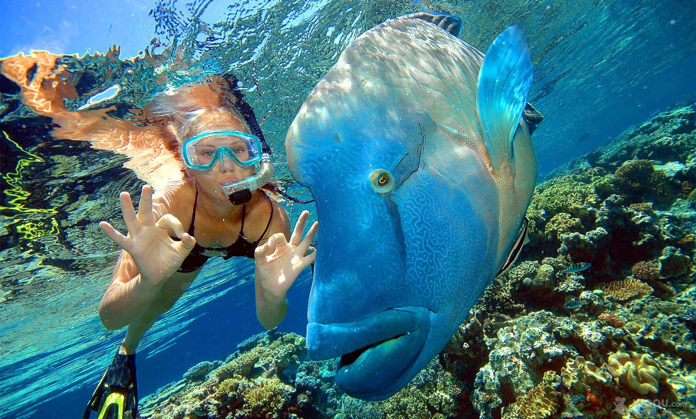 澳大利亚十日 (直升机摩尔外堡礁巡航 海豚岛喂野生海豚 抱考拉合影