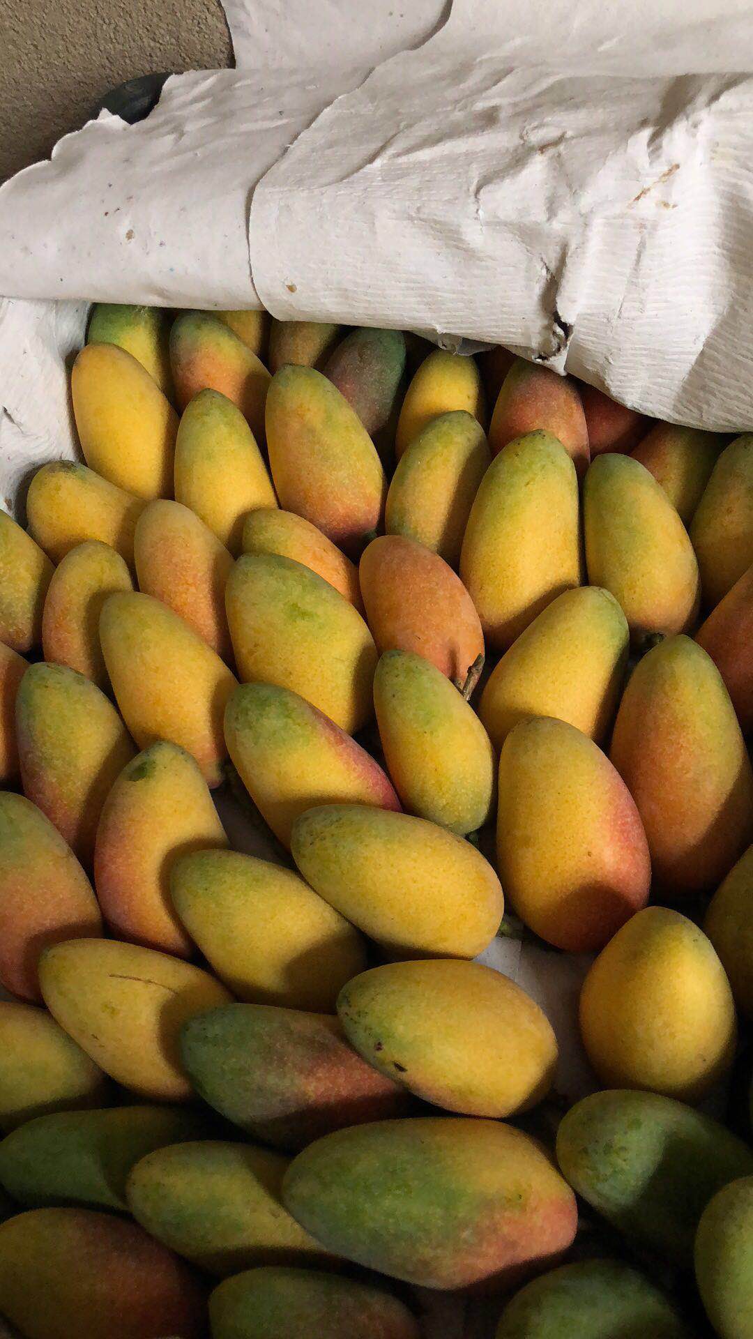 海南三亚台农芒果整箱10斤现货(江浙沪包邮)