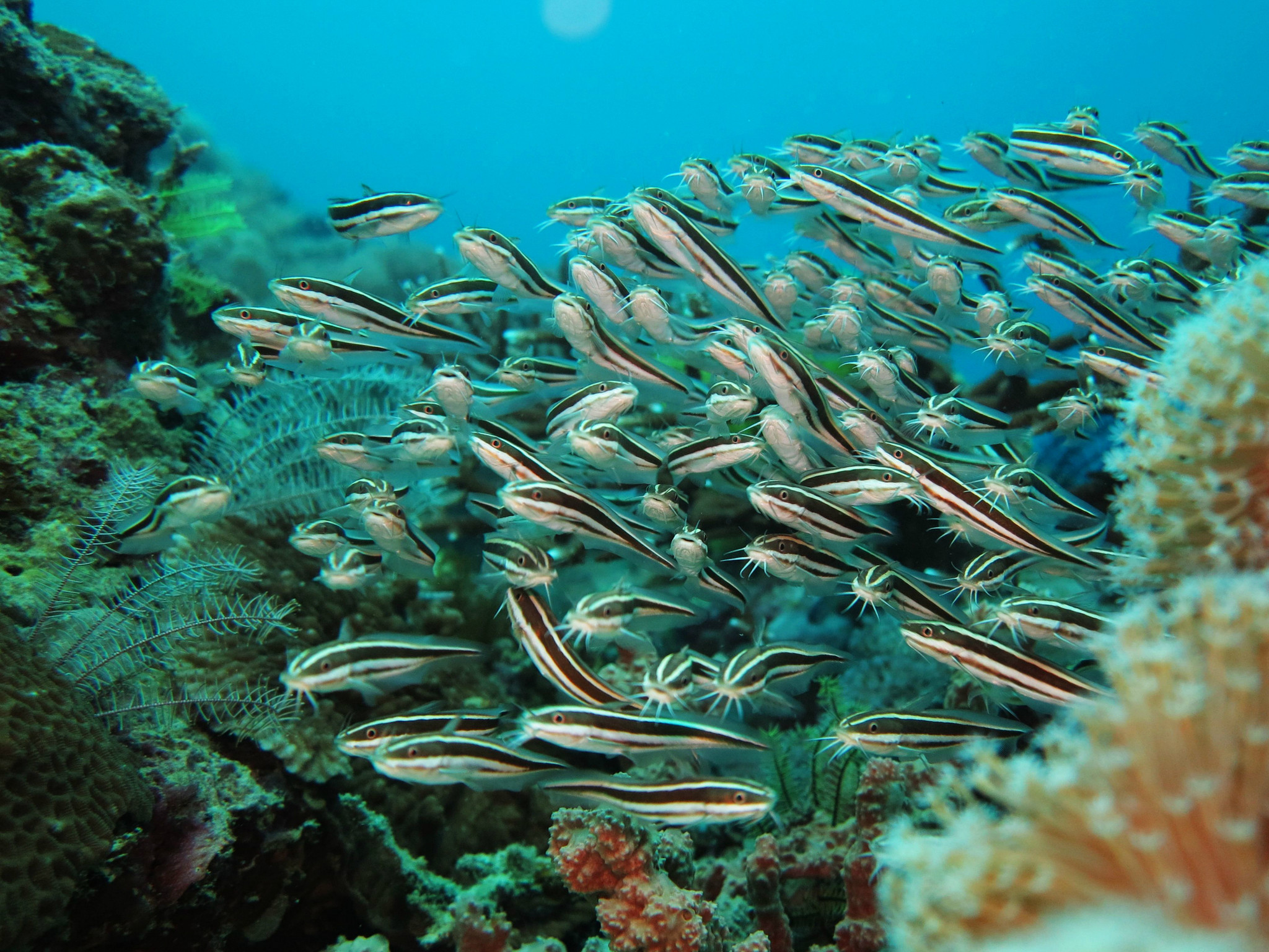 【情迷sabah】沙巴4晚6日自由行 (2晚元明大酒店 2晚凯悦酒店海景房