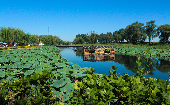 河北雄安新区白洋淀风景区一日游(华北明珠/河北第一大内陆湖)