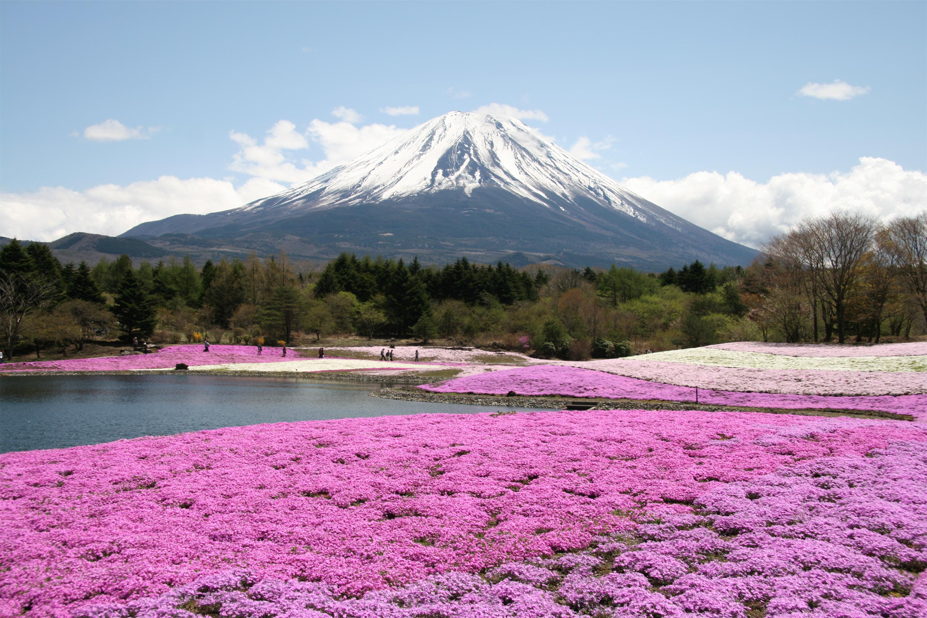 富士山樱花品种图片