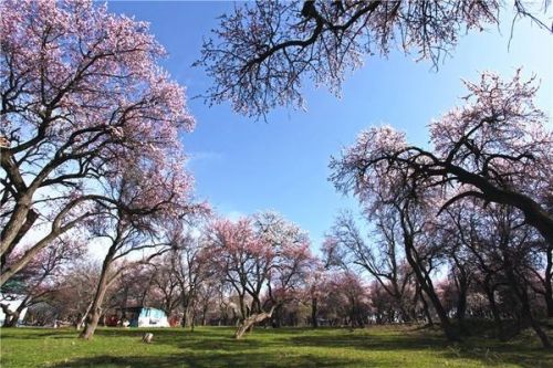 【一千零一夜】天池,吐魯番,庫木塔格雙飛5日遊(全