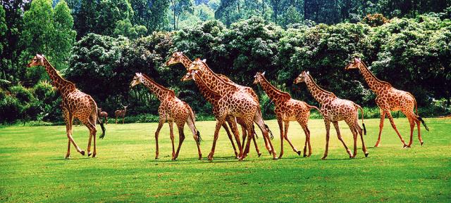 广州长隆4天3晚自由行 (3晚香江酒店,大马戏 野生动物园套餐)